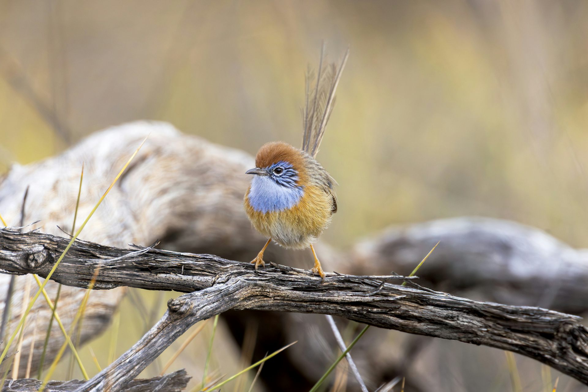 A tiny blue and brown bird perched on a branch.