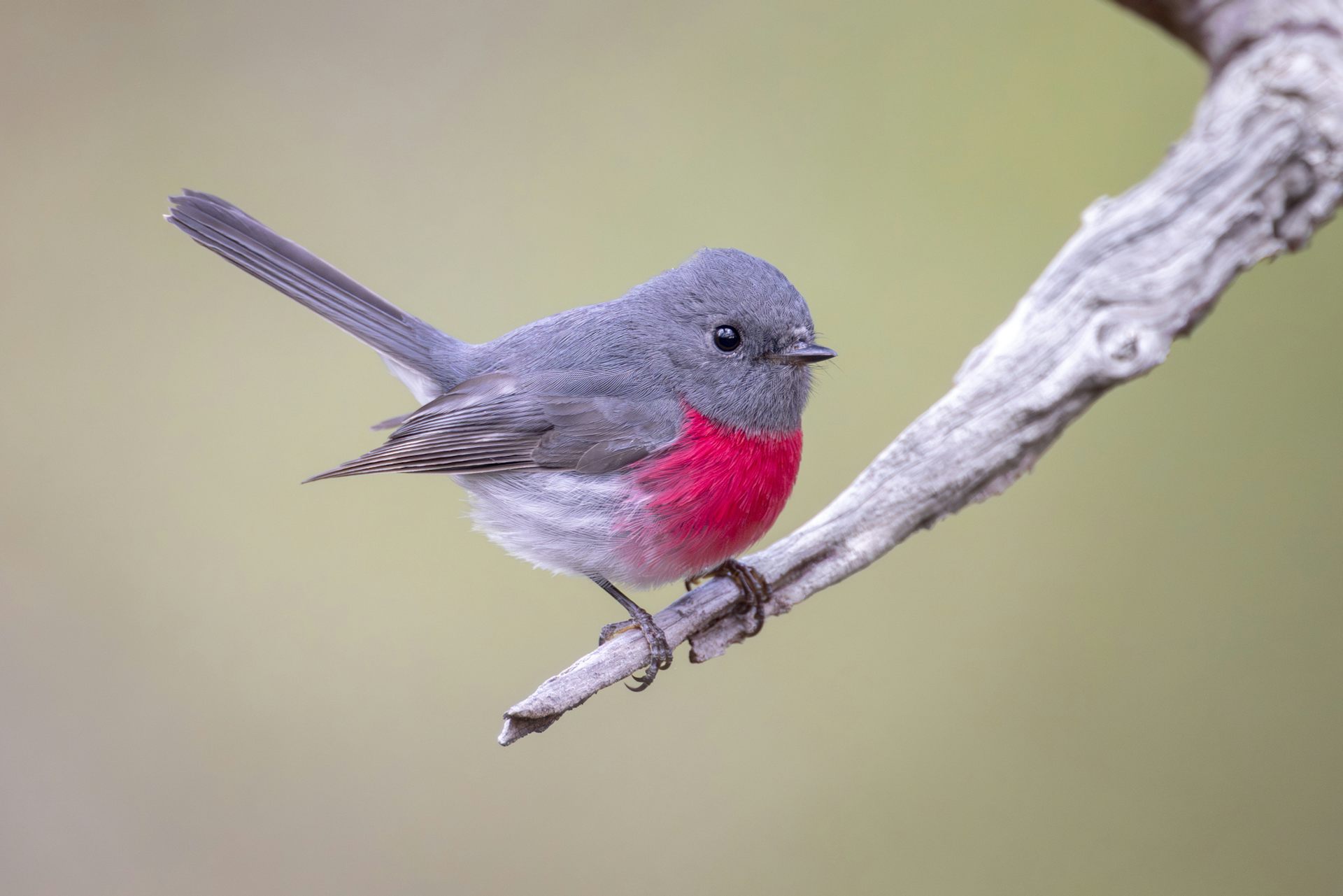 A tiny pink and grey bird perched on a branch.