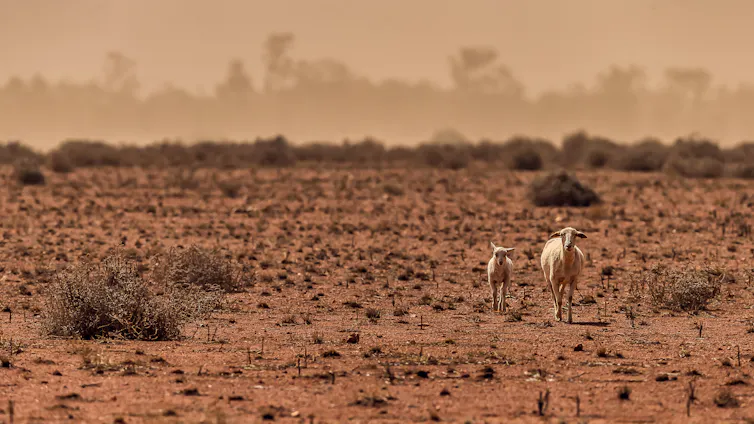 a bare paddock during a dust storm in the middle of an australian drought