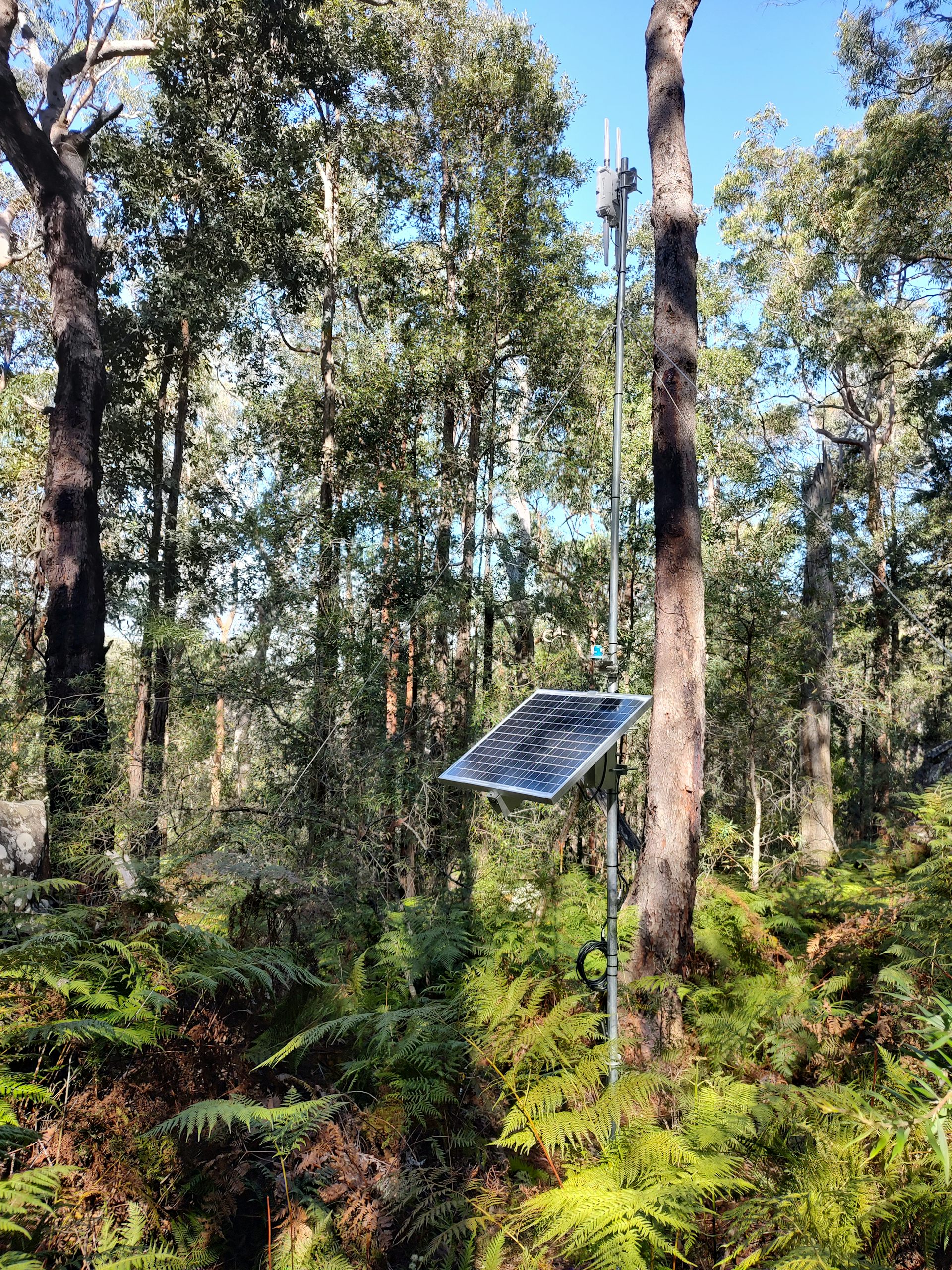 an environmental sensor with a solar array located in a forest