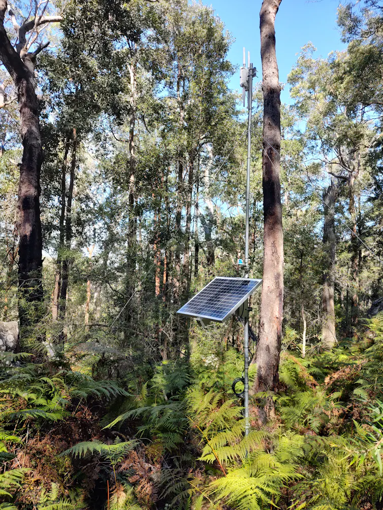 an environmental sensor with a solar array located in a forest
