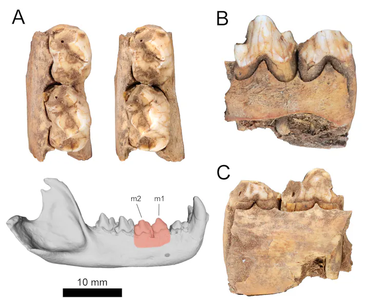 A figure displaying side and aerial views of a fossilized piece of jawbone.