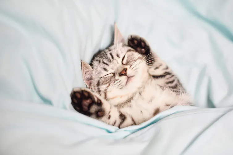 kitten lying on its back asleep with paws up, tucked under a sheet