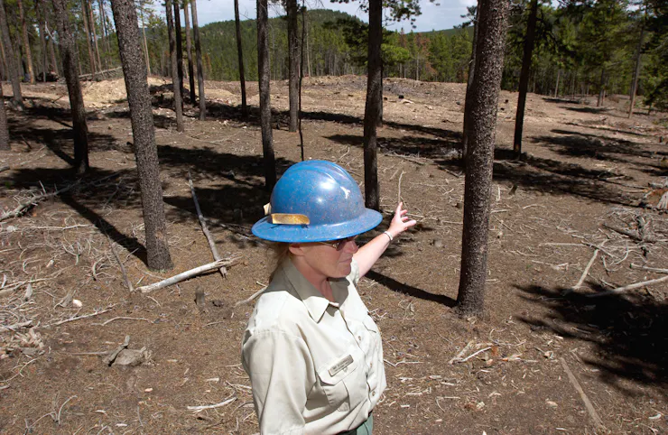 A Forest Service staff member points to an area of thinned trees amid a forest. All the trees are several feet apart, the forest floor is most clear of vegetation, and there is an open space.