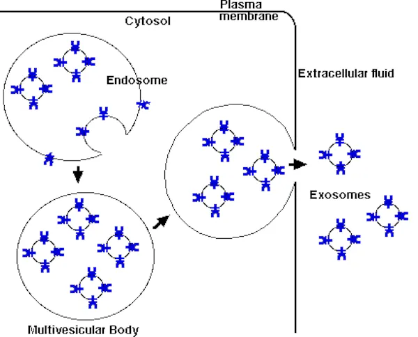 Diagram depicting internal sacs releasing smaller sacs from a cell