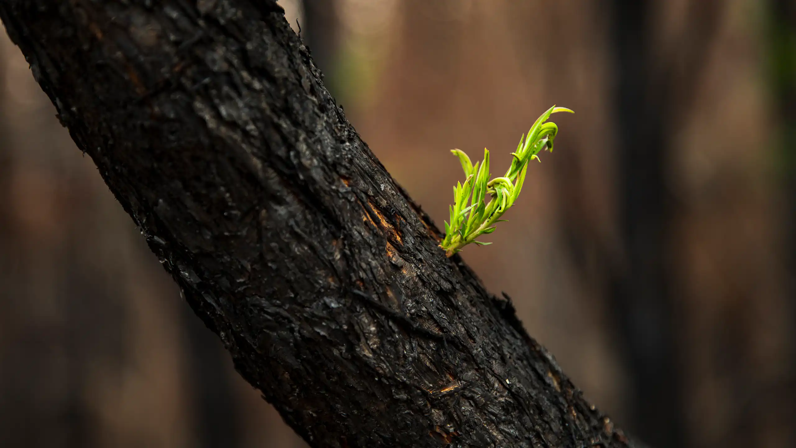 A green shoot grows out of a tree burnt by a bushfire.