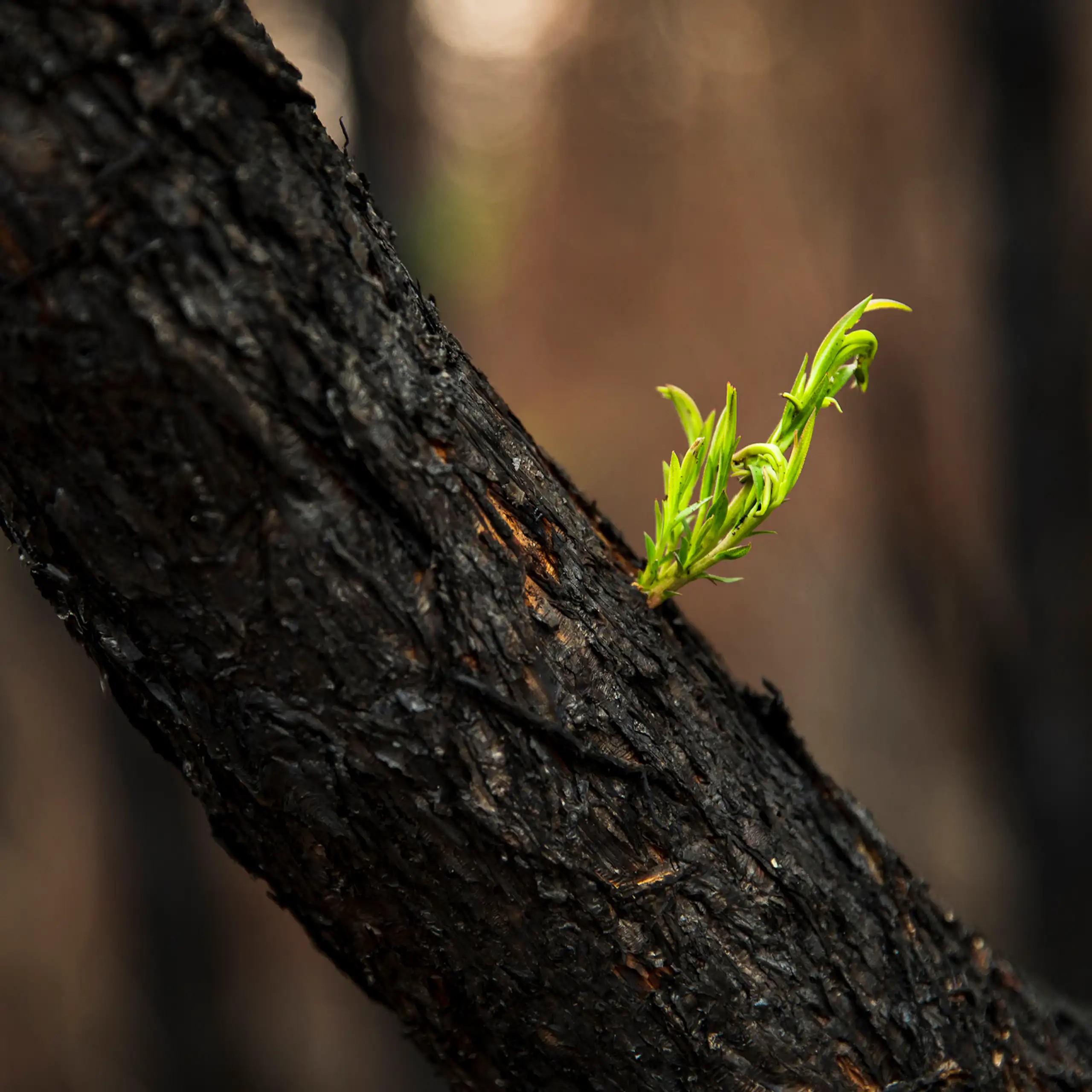 A green shoot grows out of a tree burnt by a bushfire.