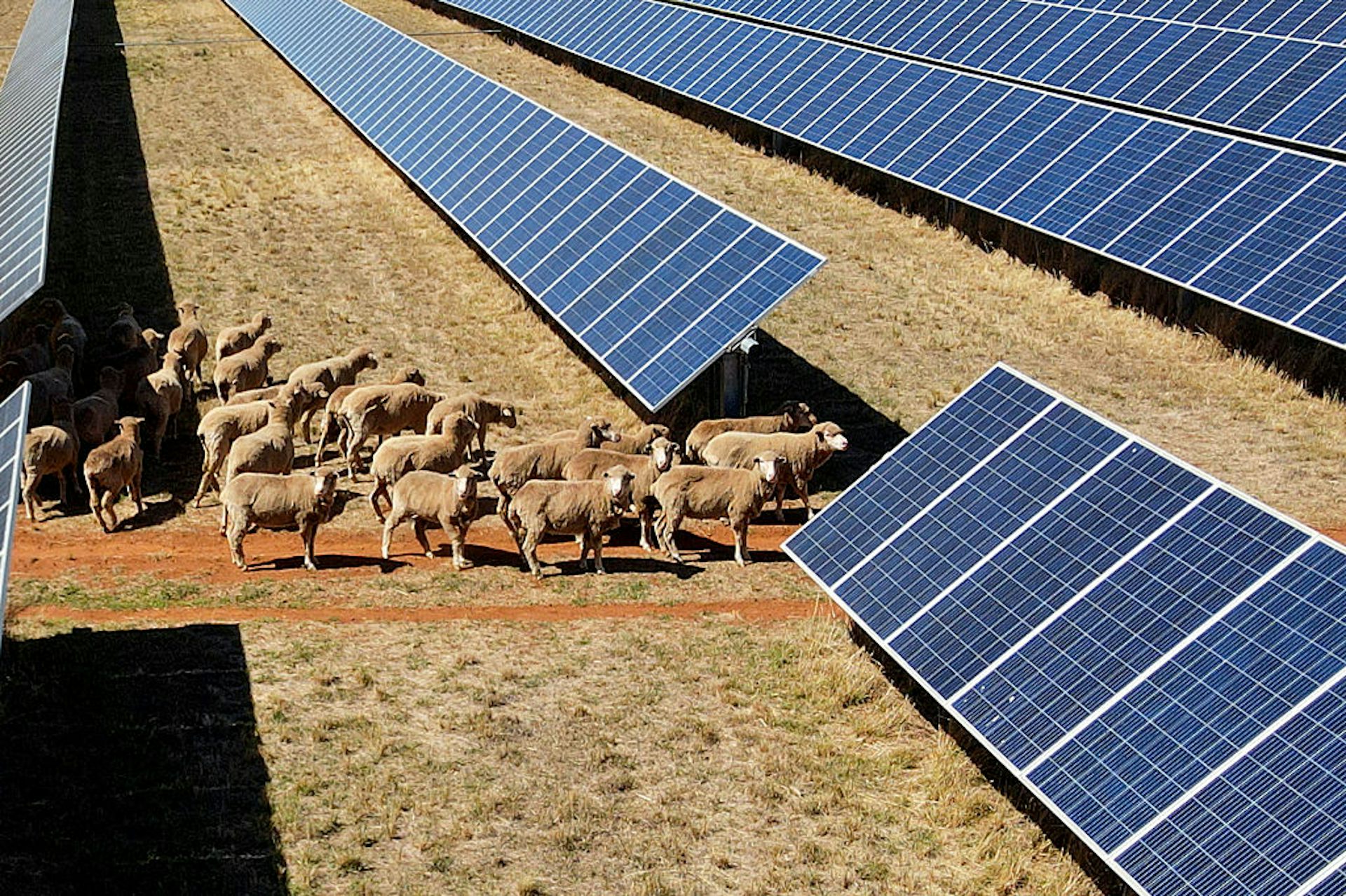 Sheep graze around rows of solar panels.