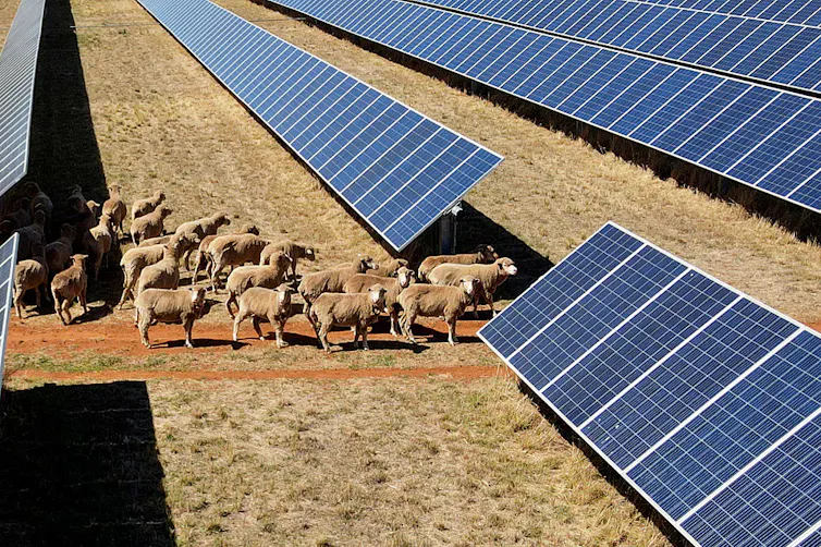 Sheep graze around rows of solar panels.