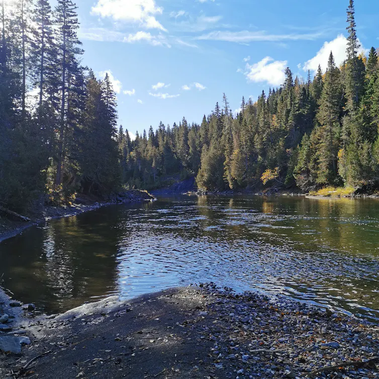 a treed river bank