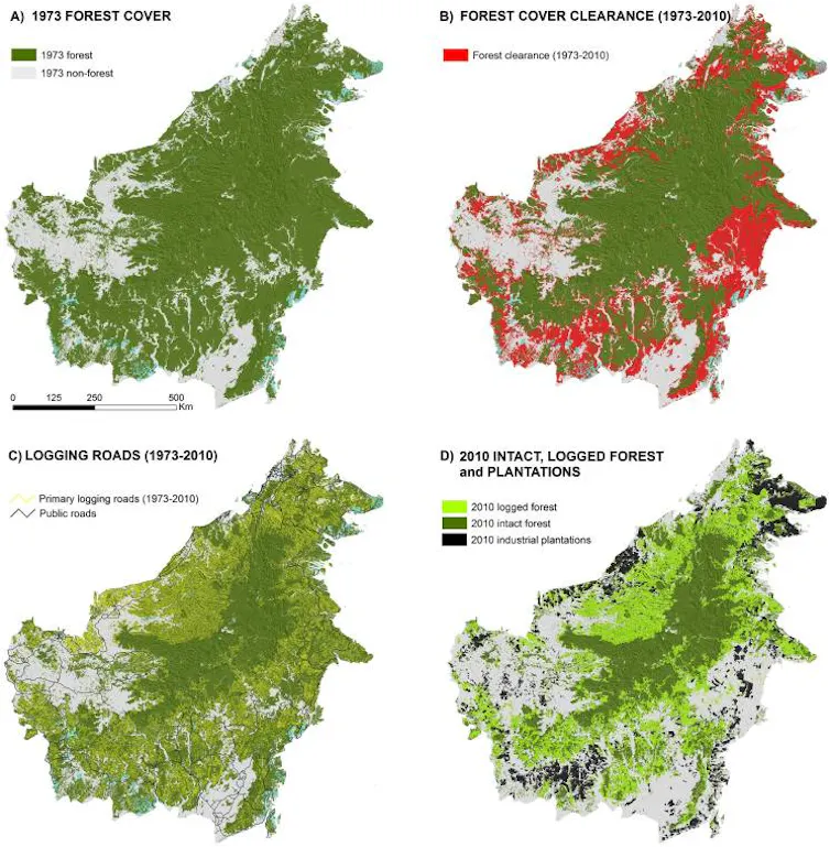 dampak deforestasi kalimantan