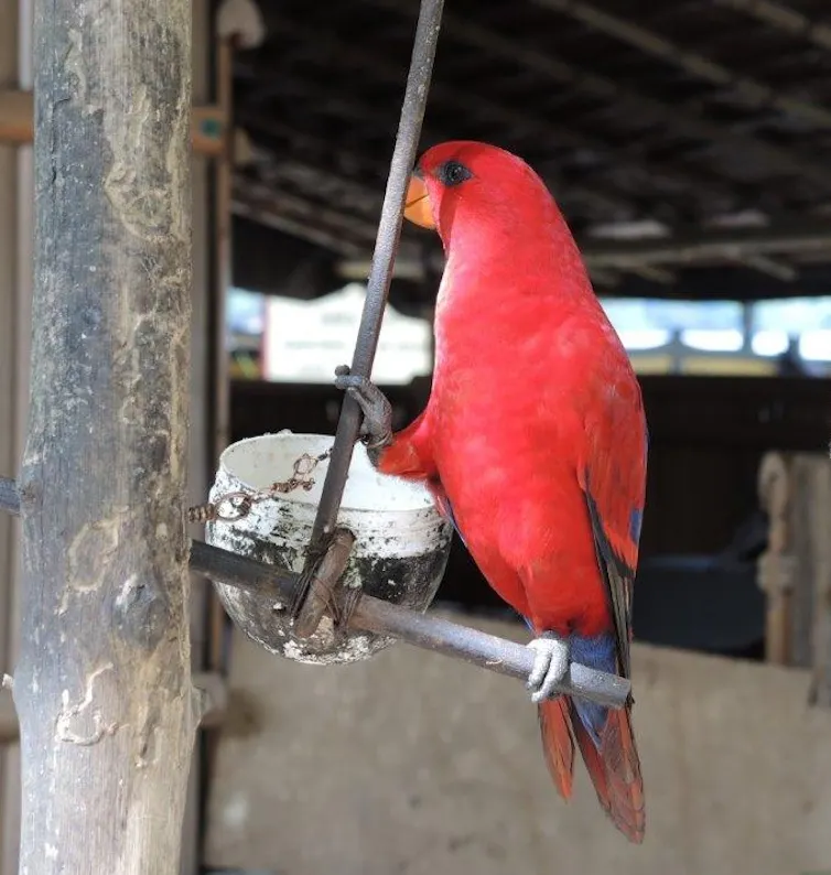 silsilah burung endemik pulau Buru