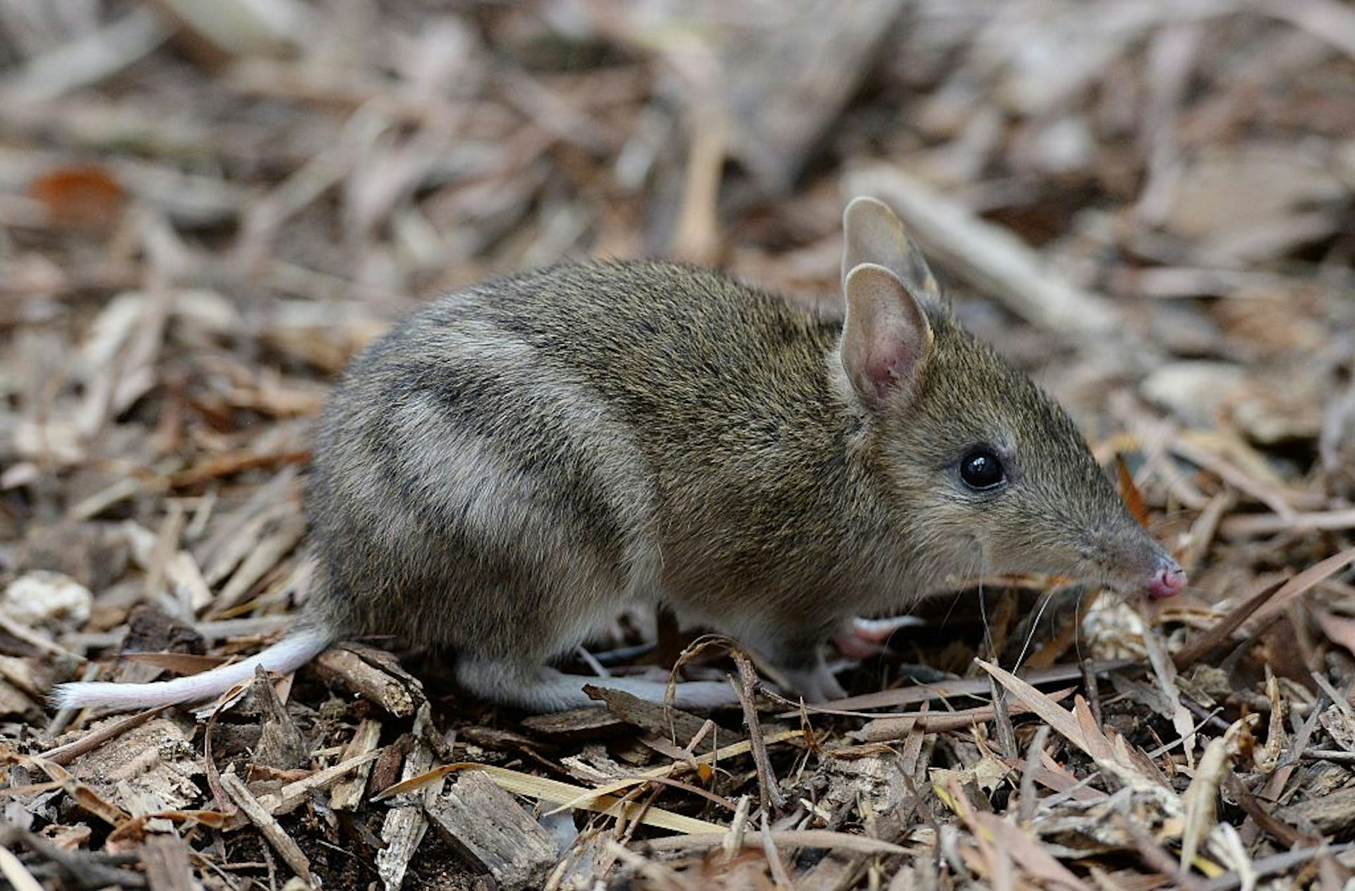 Our new research shows humans have maligned bandicoots for decades, making them more vulnerable to extinction