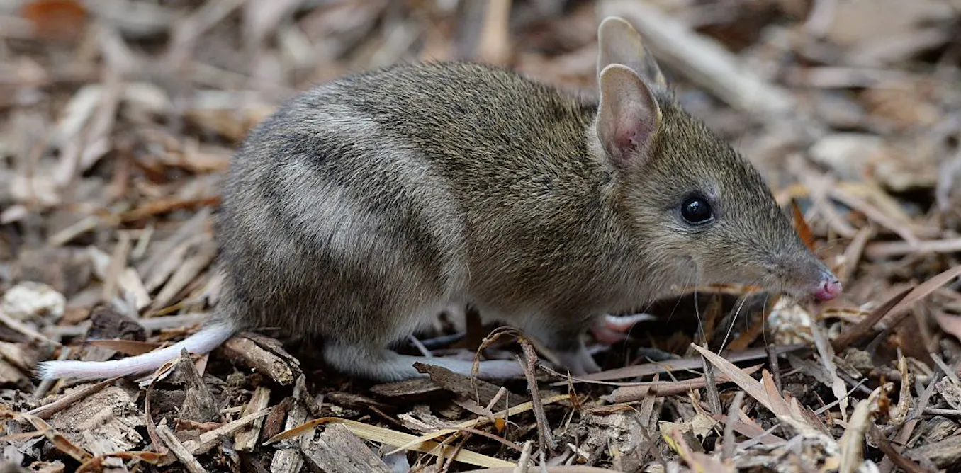 Our new research shows humans have maligned bandicoots for decades, making them more vulnerable to extinction Our new research shows humans have maligned bandicoots for decades, making them more vulnerable to extinction