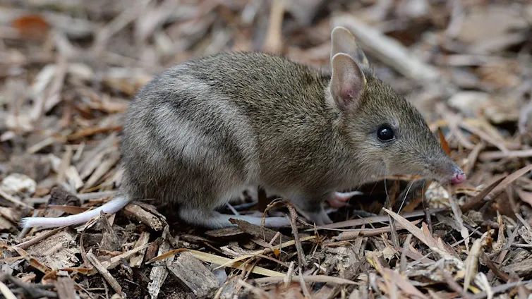 An eastern barred bandicoot walks on a patch of mulch.