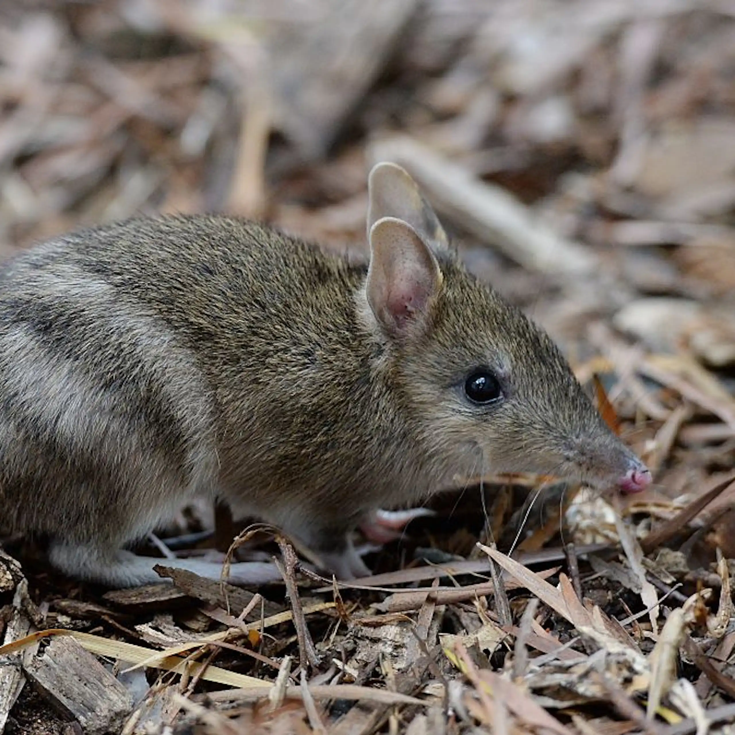 An eastern barred bandicoot walks on a patch of mulch.