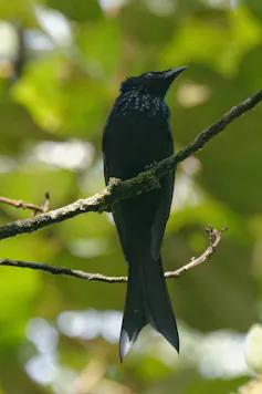 srigunting sulawesi merupakan burung khas sulawesi yang juga dapat ditemui di pulau buton