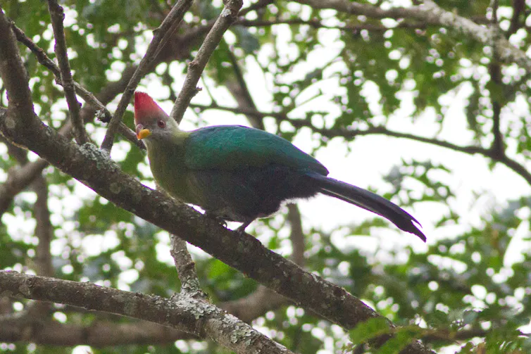 burung di hutan tropis