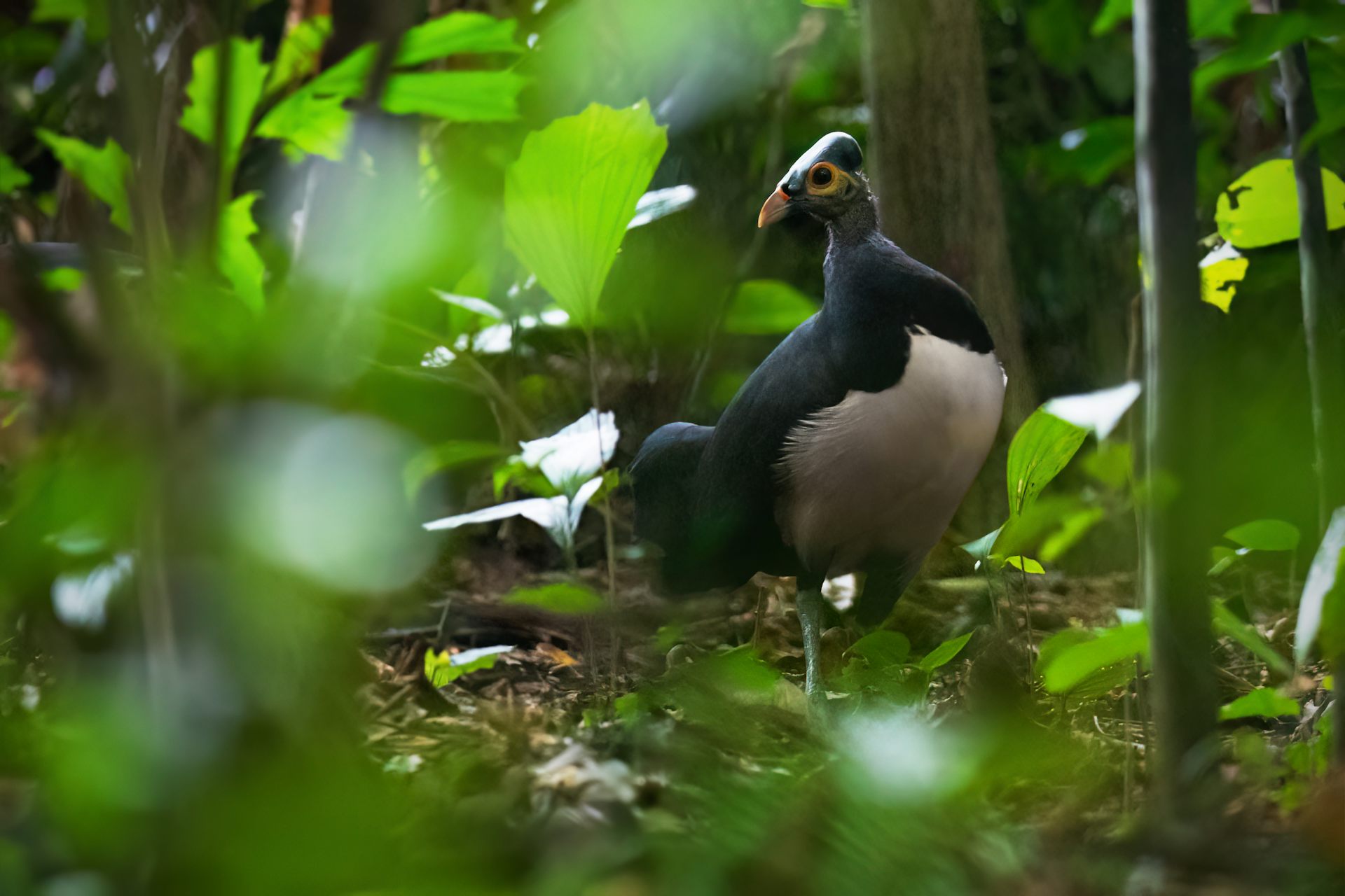Birdsong Density Does Not Always Mean Forest Health: New Evolutionary Research - News Directory 3