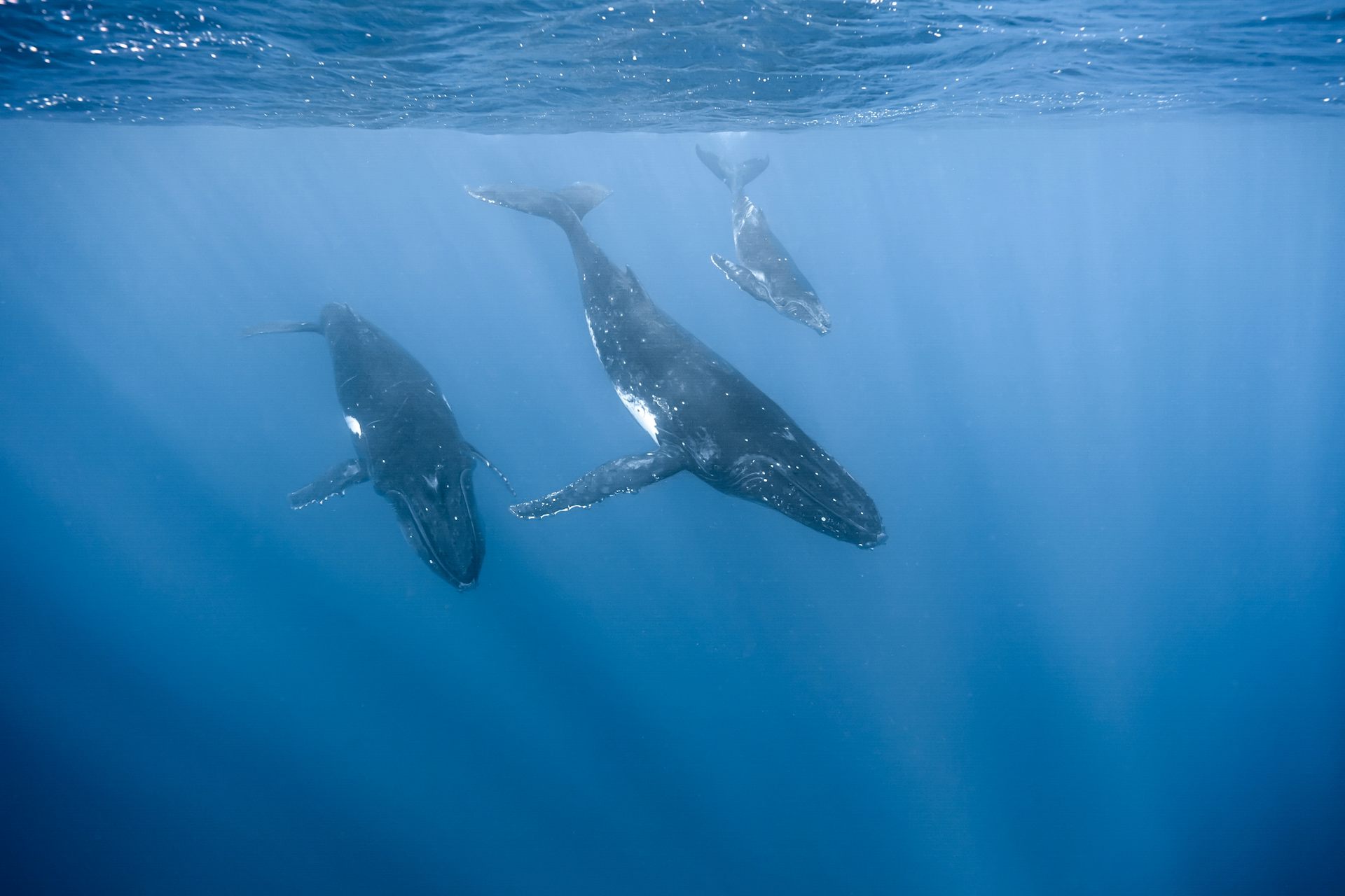 Trois baleines, peut-être deux adultes et un jeune, nagent ensemble près de la surface, en direction des profondeurs.