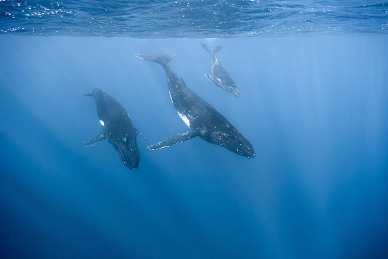 Trois baleines, peut-être deux adultes et un jeune, nagent ensemble près de la surface, en direction des profondeurs.