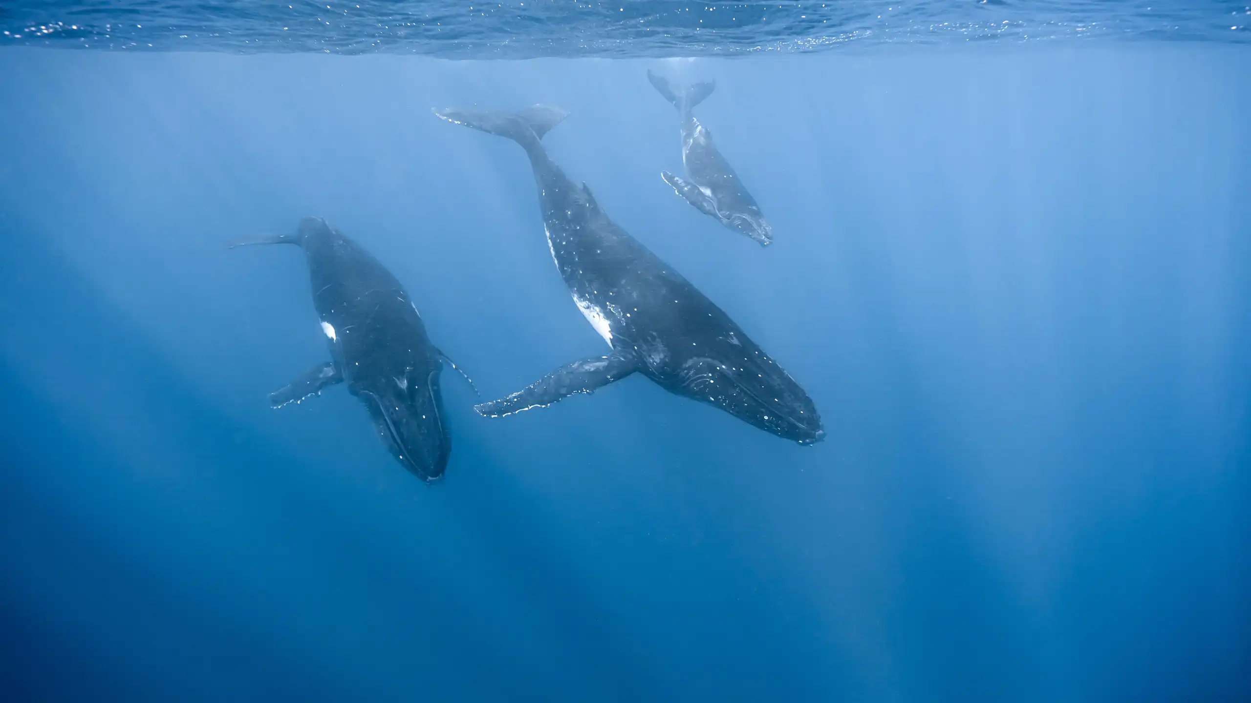 Trois baleines, peut-être deux adultes et un jeune, nagent ensemble près de la surface, en direction des profondeurs.