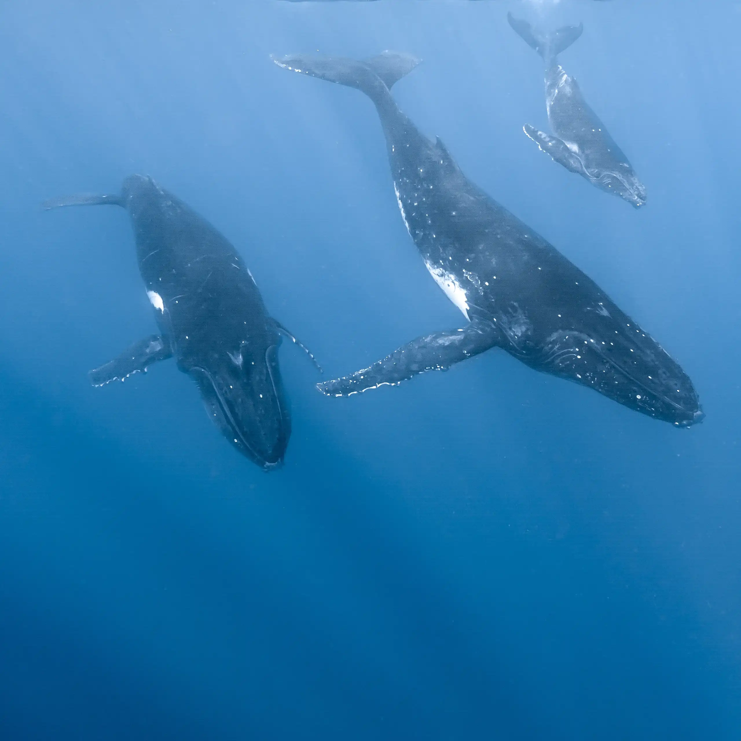 Trois baleines, peut-être deux adultes et un jeune, nagent ensemble près de la surface, en direction des profondeurs.