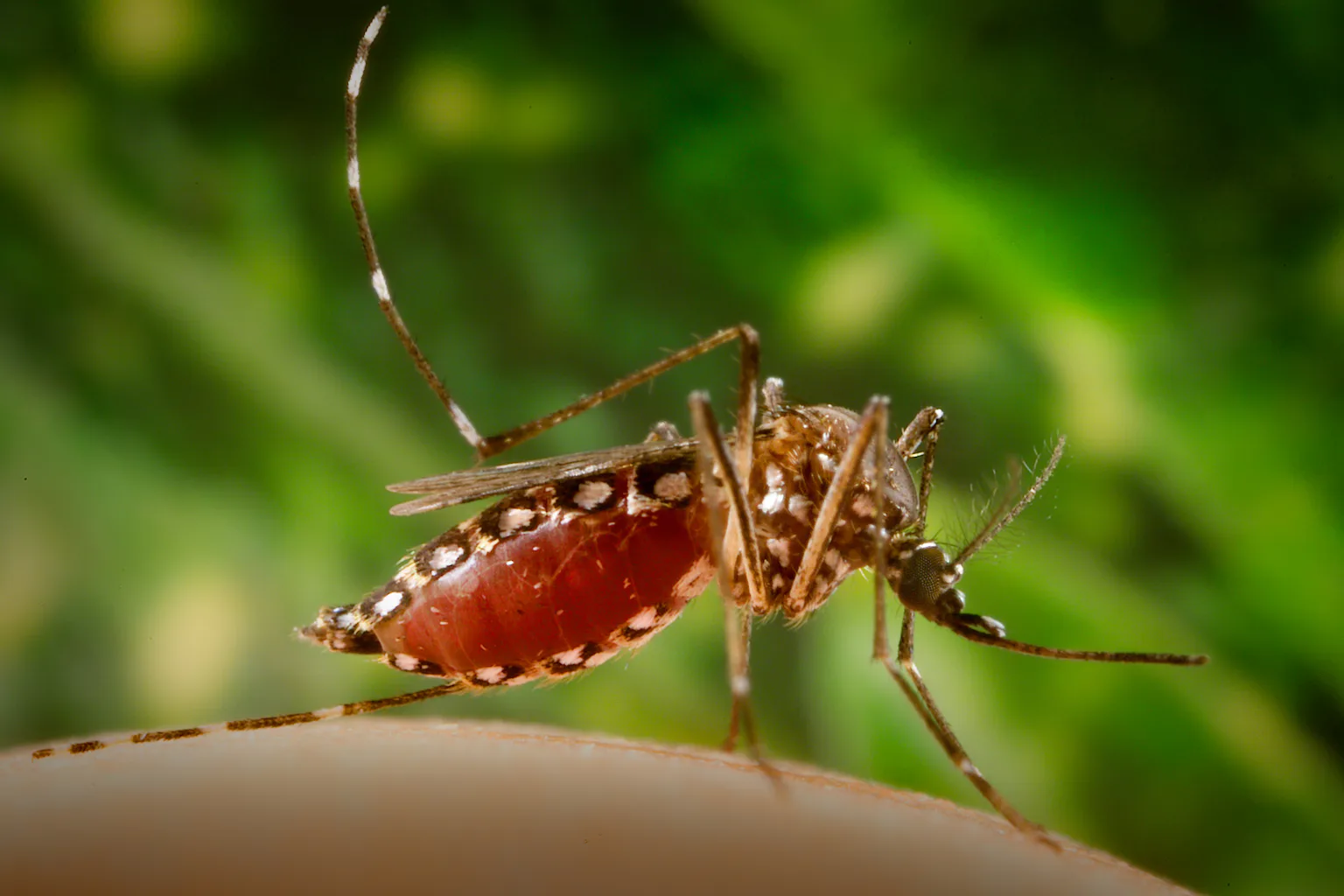 Aedis aegypti mosquito biting a person