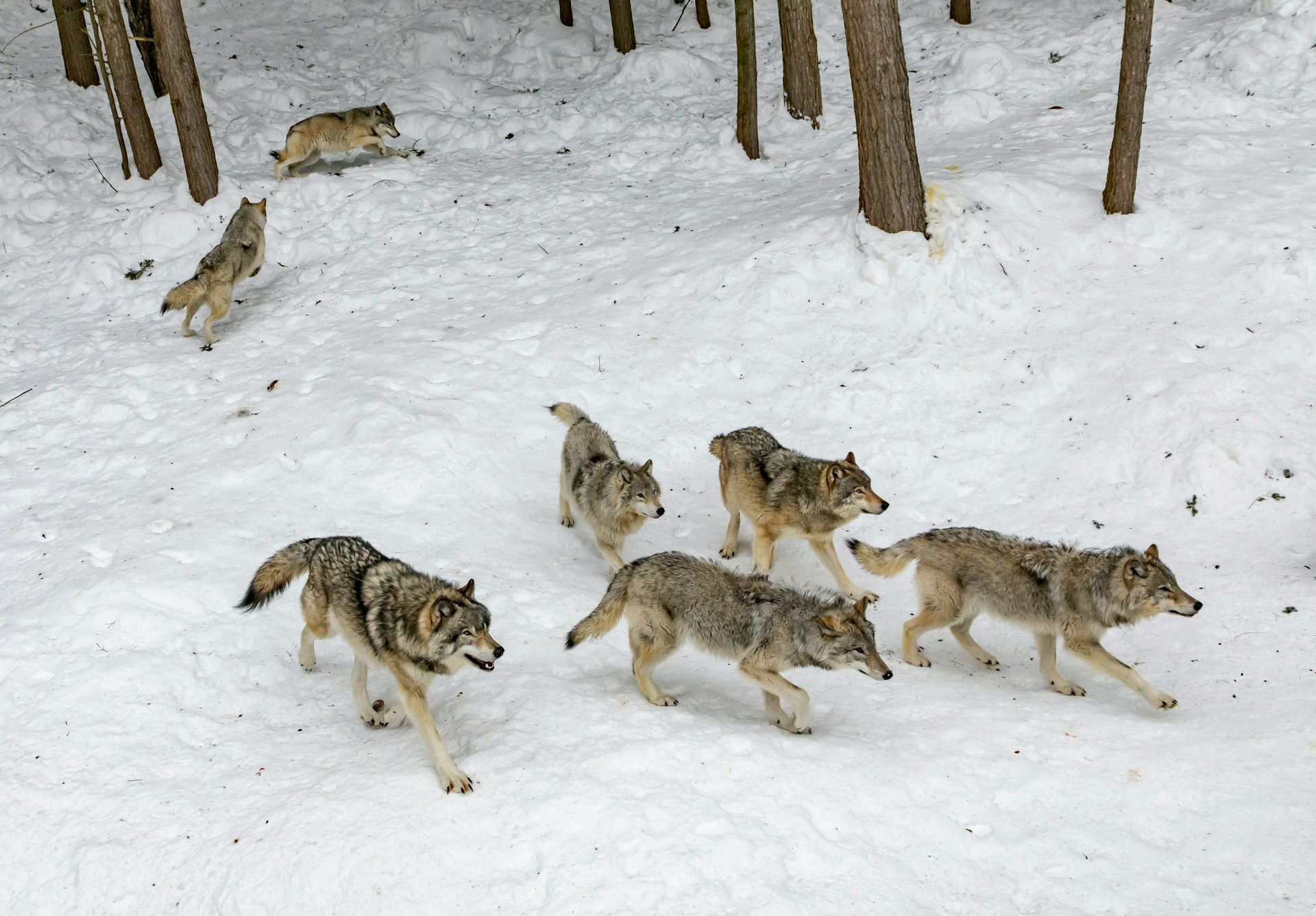 Wolves are a vital part of Canada’s rich biodiversity and are a culturally important species. Killing them to protect caribou repackages the colonial fear of the “big bad wolf.”