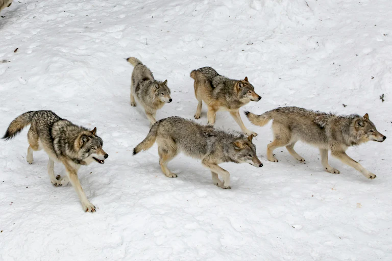 a wolf pack walking through a snowy wooded area