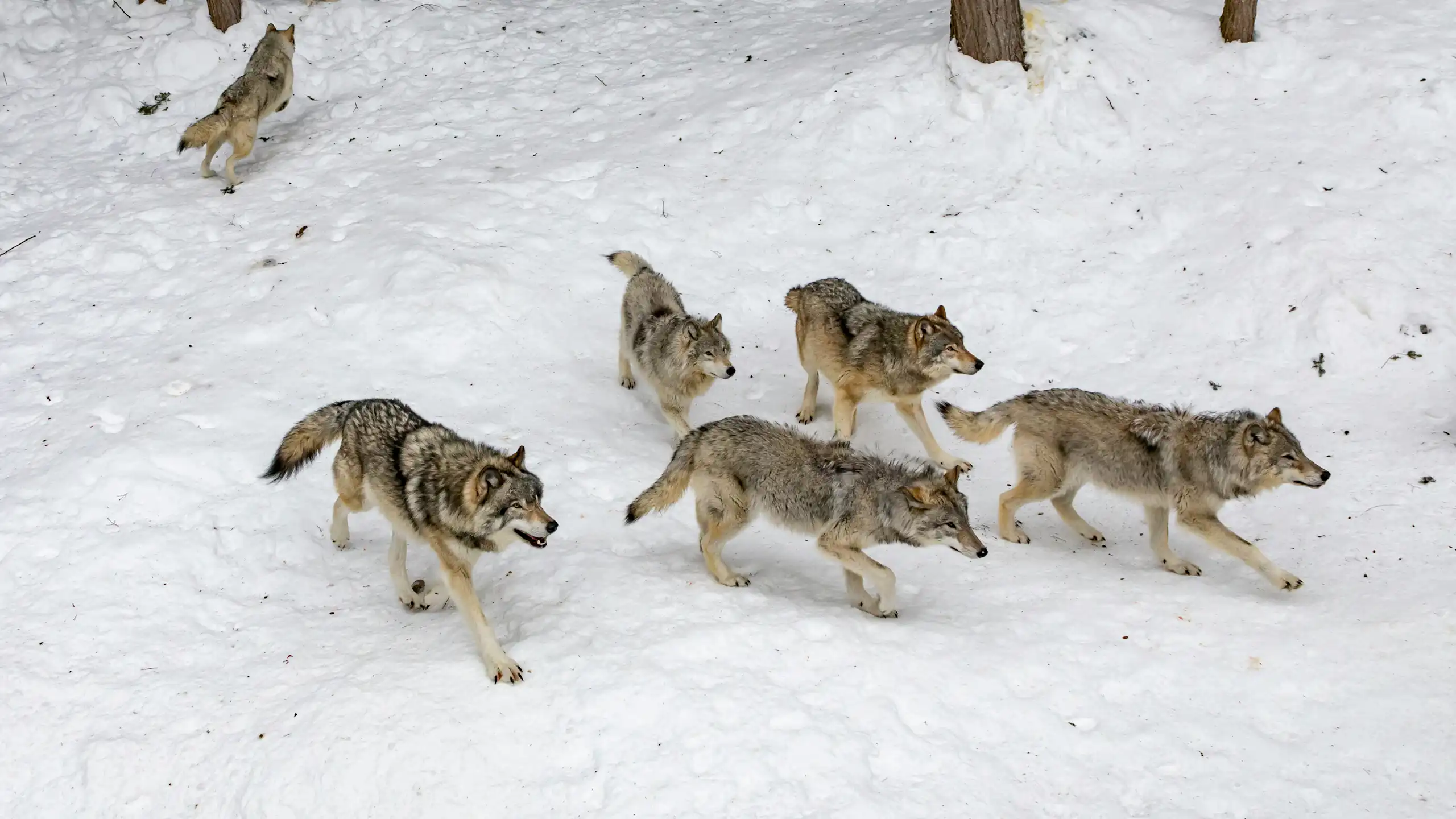 a wolf pack walking through a snowy wooded area