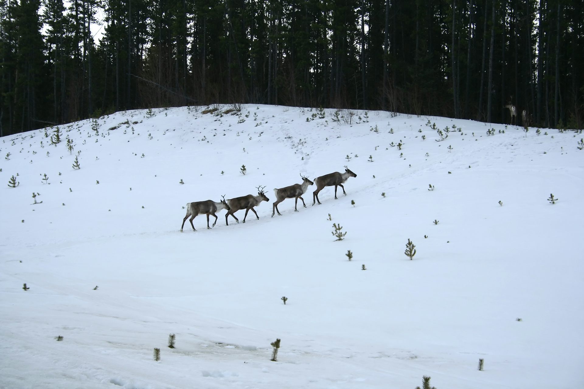 caribou walk in a line across a snowy field