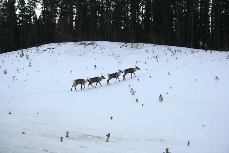 caribou walk in a line across a snowy field