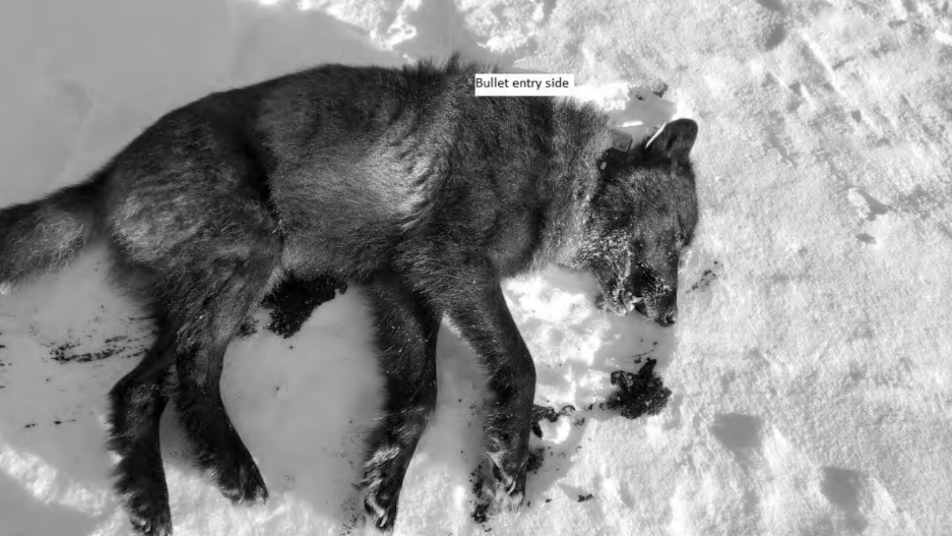 a black and while image of a wolf that has been shot.