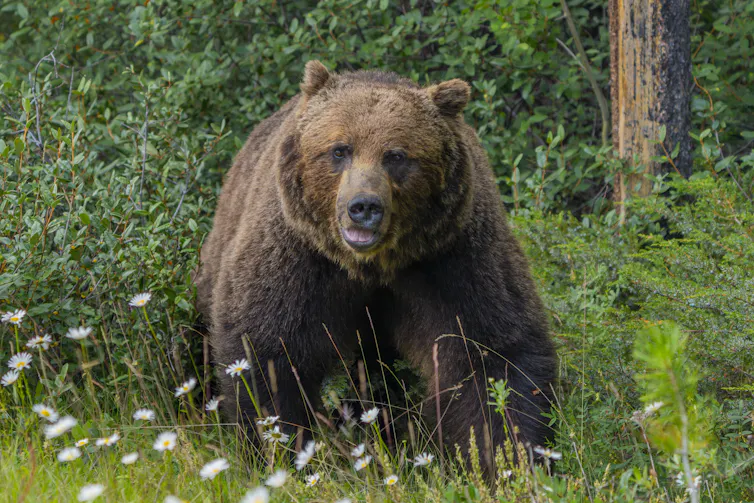 a grizzly bear in a green wooded area