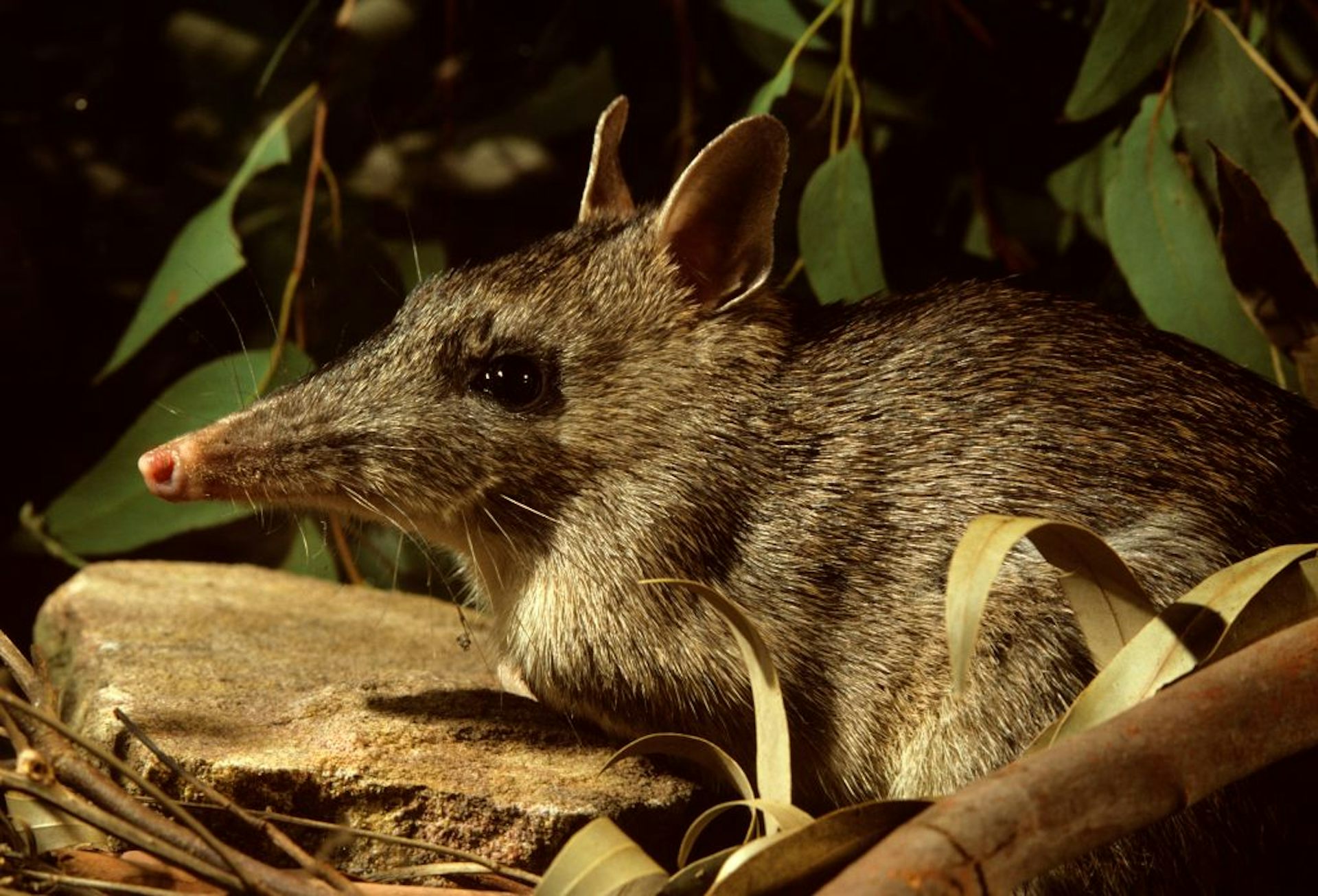 A long-nosed bandicoot sits on a bunch of leaves.