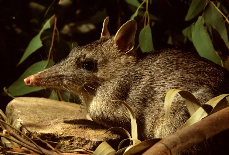 A long-nosed bandicoot sits on a bunch of leaves.