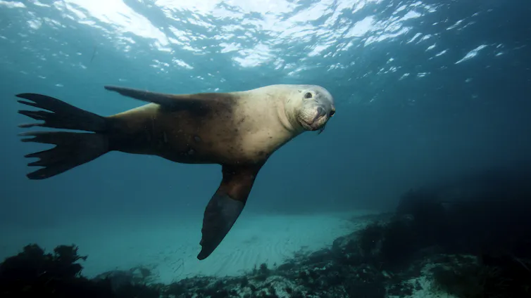 sea lion looking at the camera while swimming in the ocean.