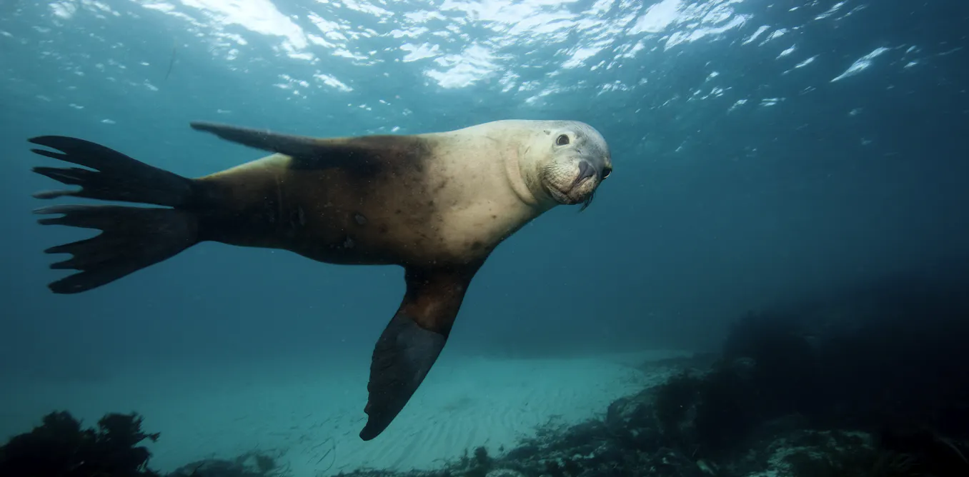 Bird flu has claimed its first Australian sea lion and dolphin. How does the virus get into these animals? Bird flu has claimed its first Australian sea lion and dolphin. How does the virus get into these animals?