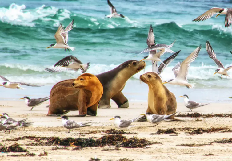 sea lions on the beach, seagulls flying near them.