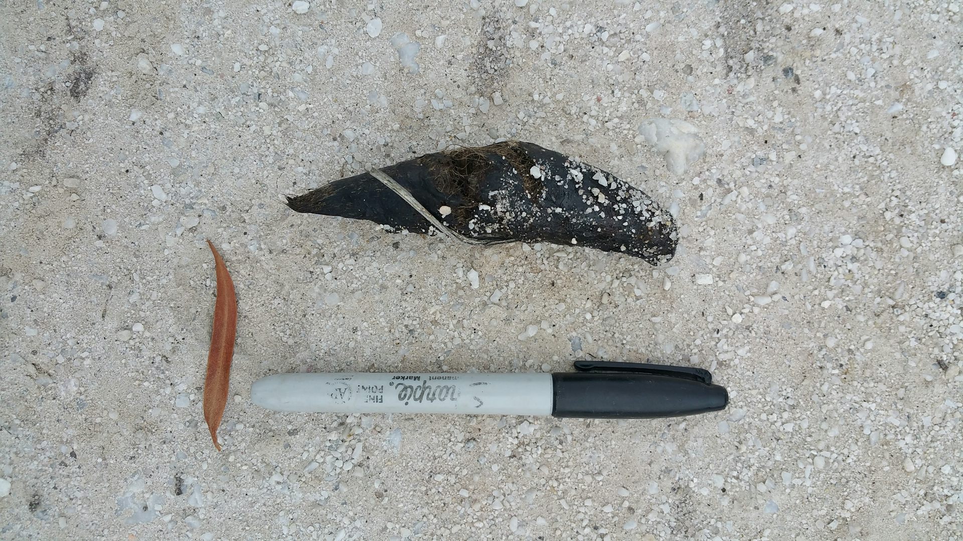 A scat specimen placed on the ground next to a permanent marker, to compare size.