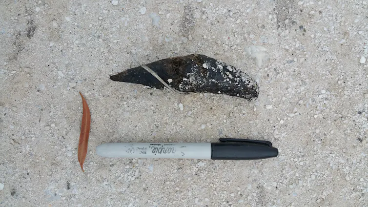A scat specimen placed on the ground next to a permanent marker, to compare size.