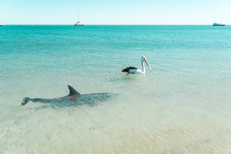 dolphin swimming next to pelican.