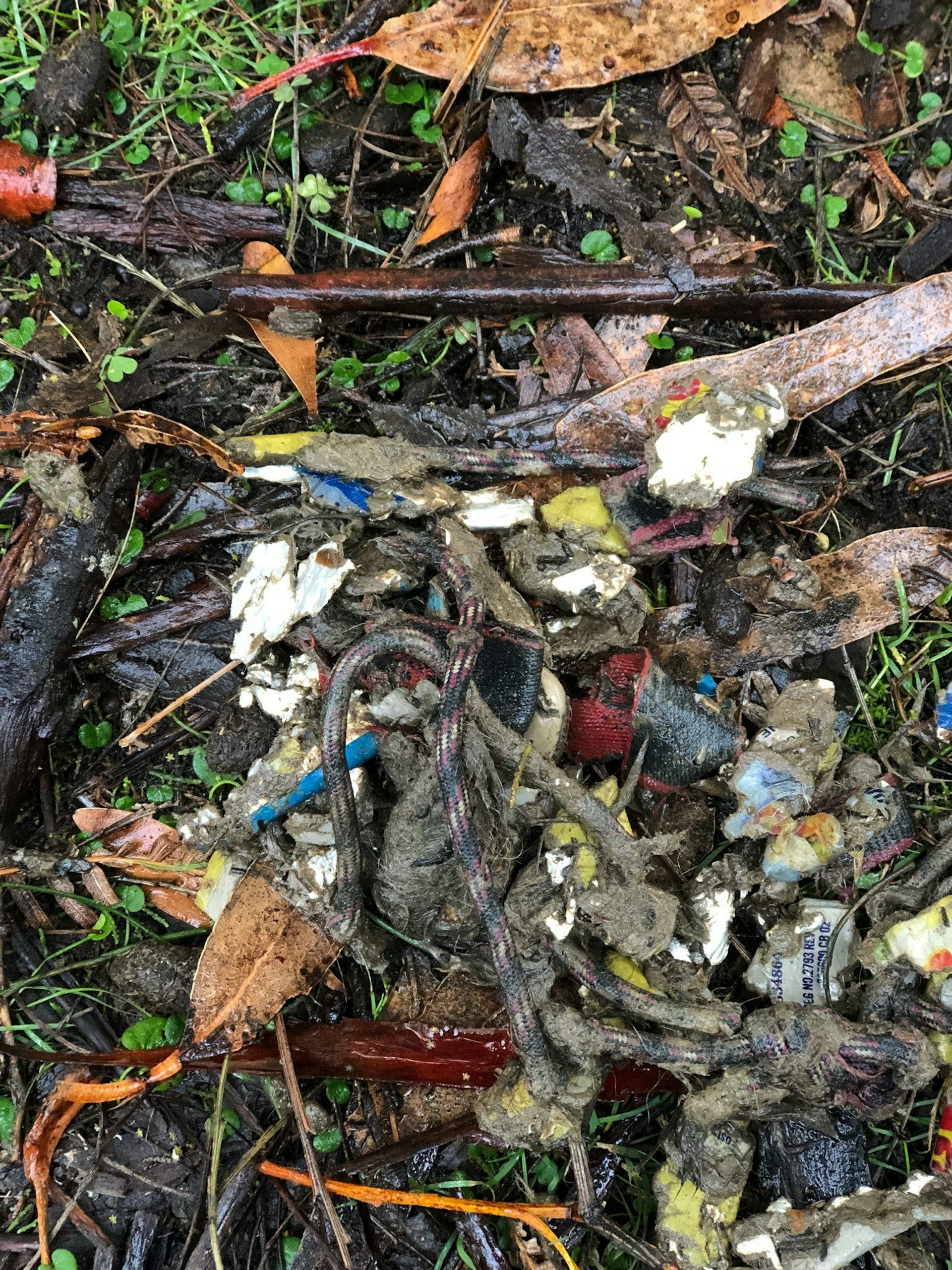 An image of animal scat with a bootlace tangled up in it.