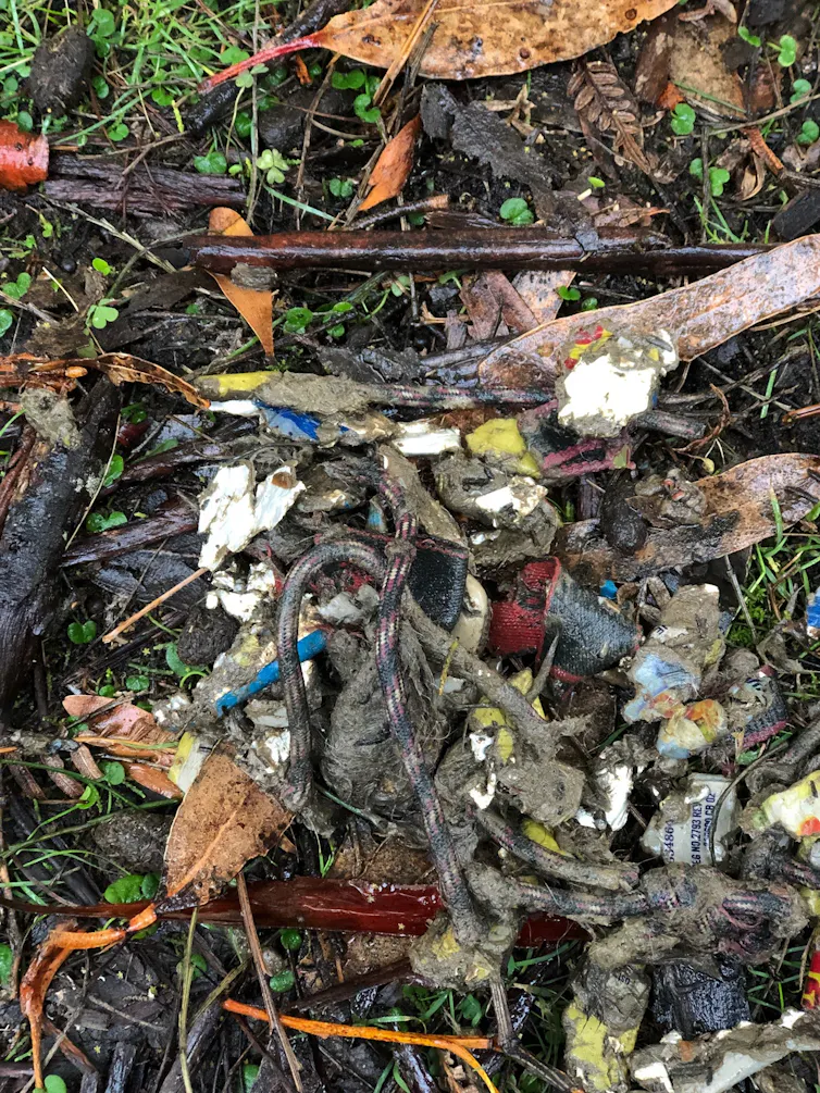 An image of animal scat with a bootlace tangled up in it.