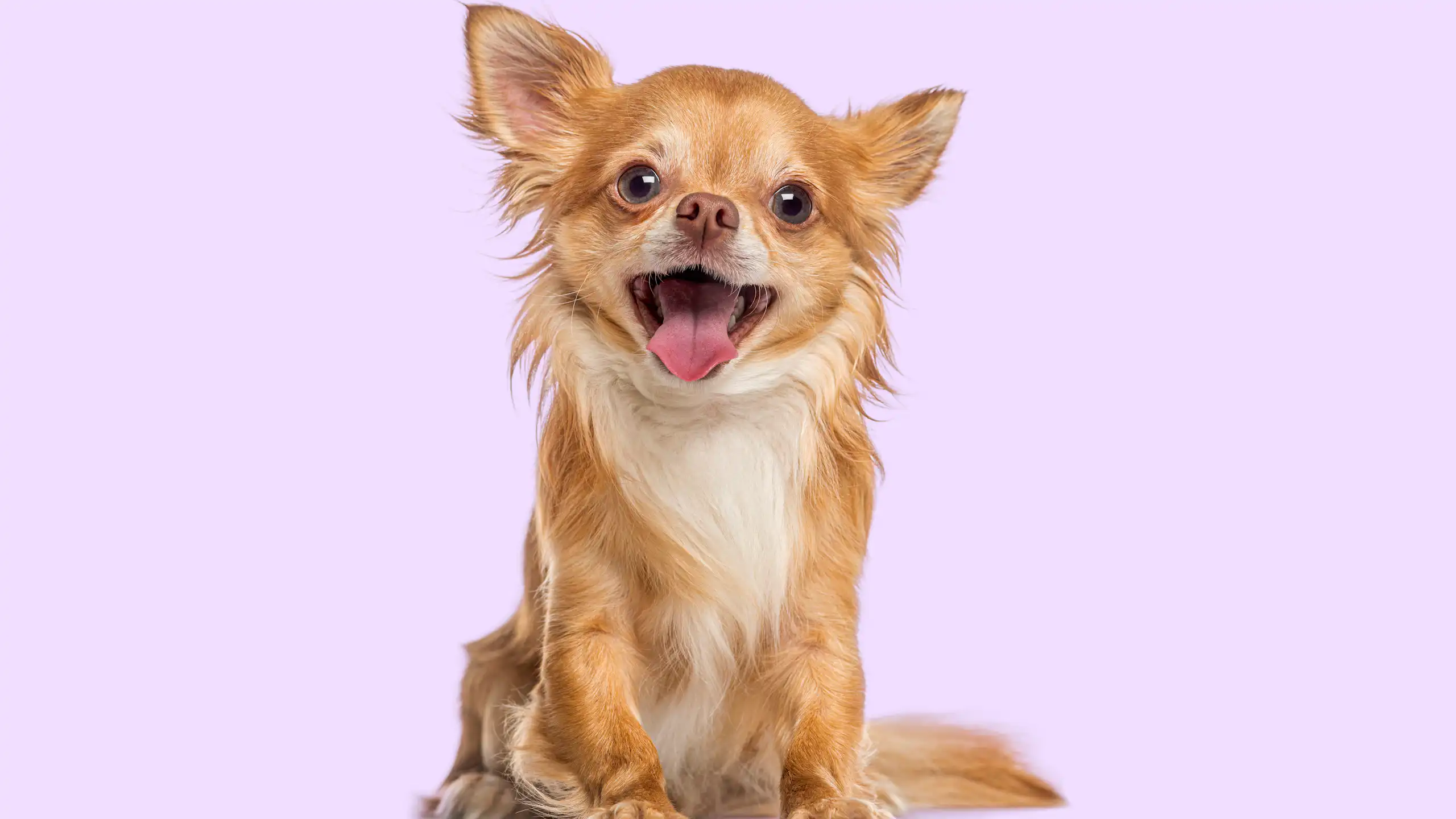 Filhote de chihuahua de pêlo comprido.