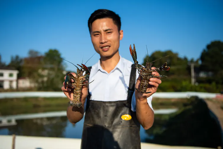 man holds up two crayfish, aquaculture pond behind him.