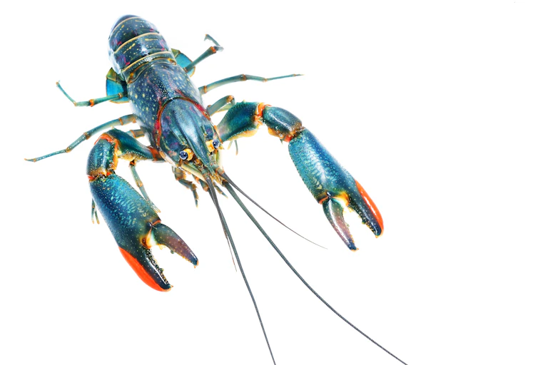 redclaw crayfish on white background, crayfish with blue and red scales