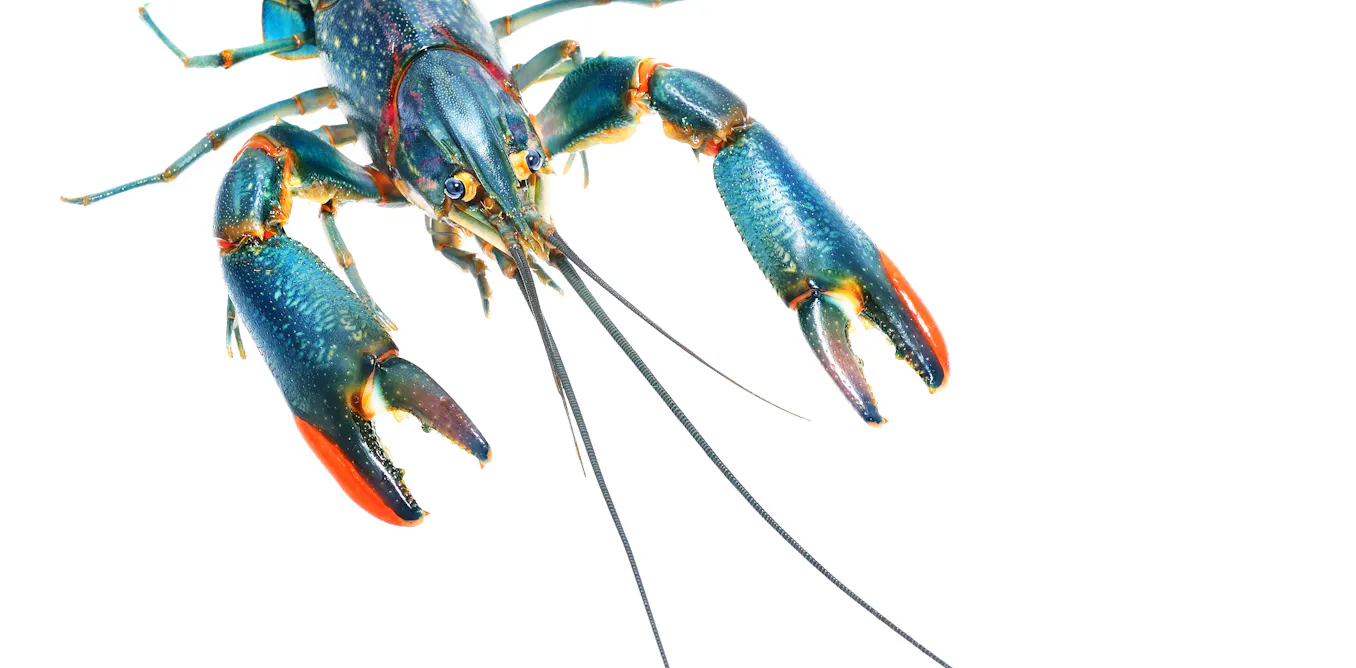Hordes of yabbies are trashing rivers in Africa. How did this happen? Hordes of yabbies are trashing rivers in Africa. How did this happen?