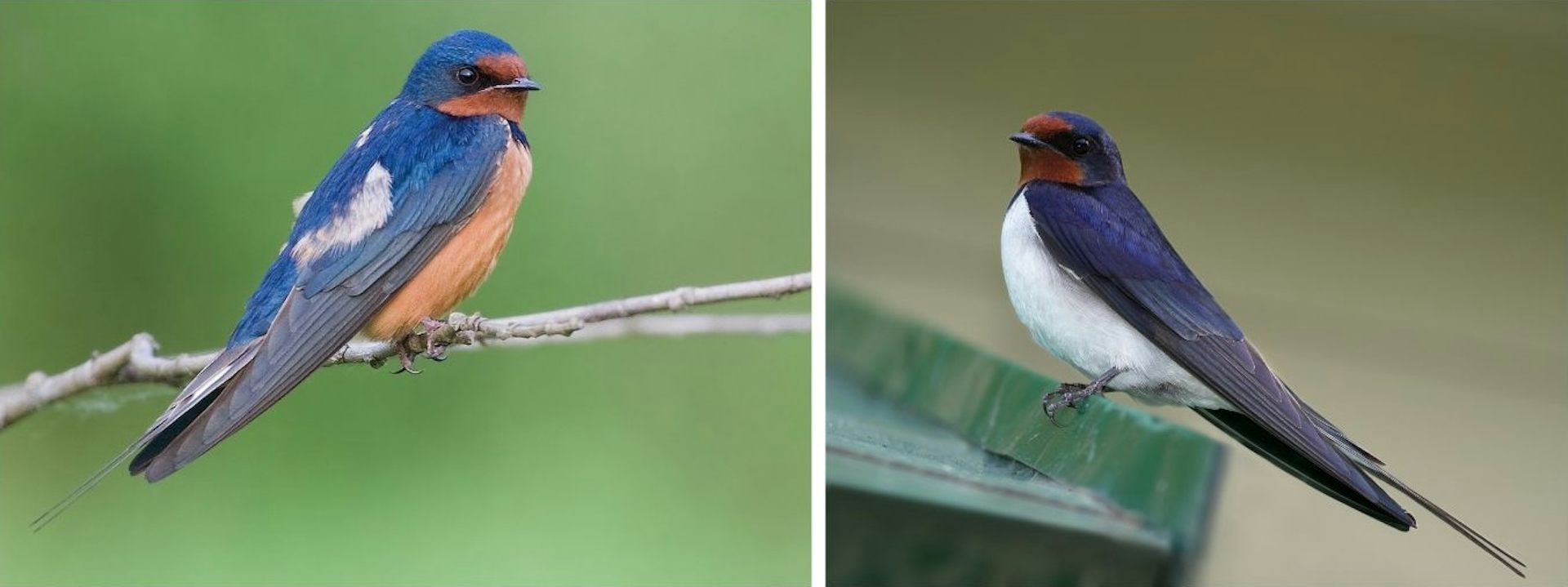 À gauche, une hirondelle rustique venue d'Orient, à droite une hirondelle rustique d'Europe de l'Ouest. Les deux longues plumes effilées qui prolongent la queue fourchue de l'hirondelle s'appellent des filets. La taille de ces filets, très importante pour le choix de partenaire sexuel, diffèrent entre sous-espèces.